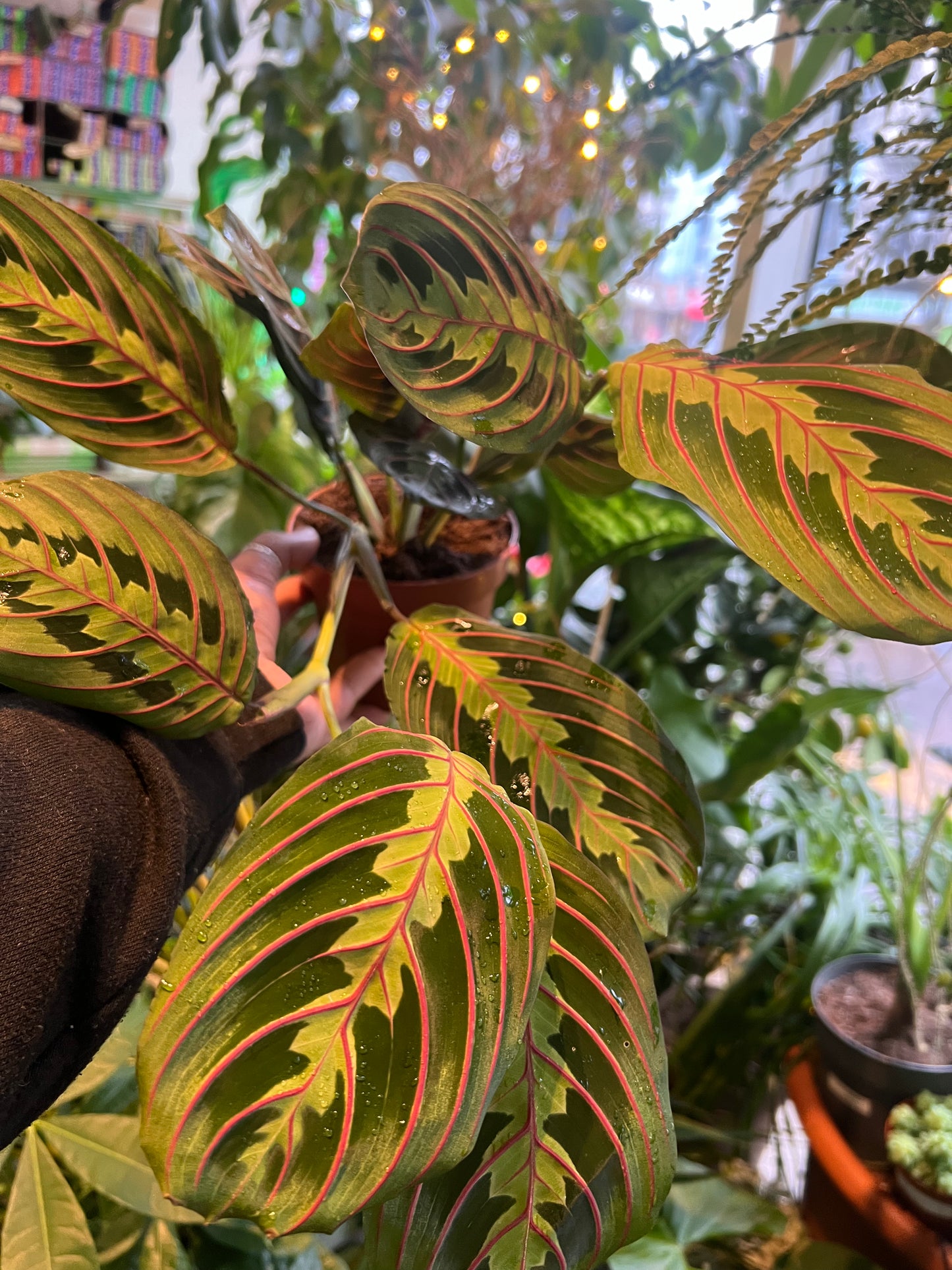 Maranta leuconeura / 'Prayer Plant'