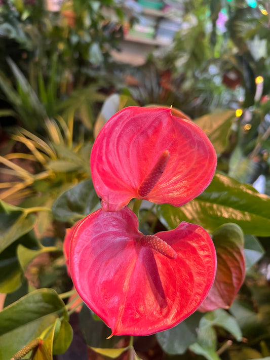 Anthurium (Flamingo plant) Pink