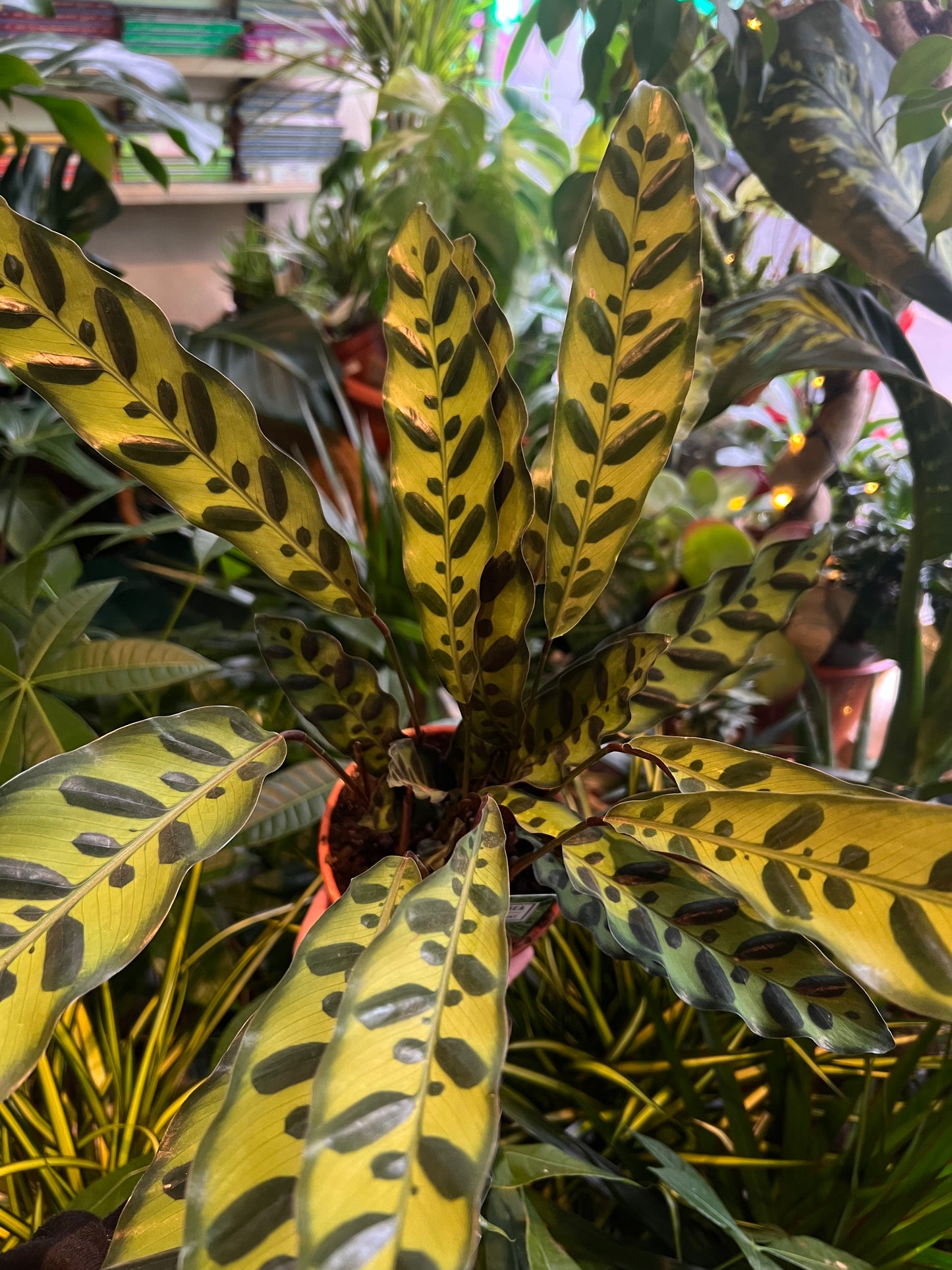 Calathea Insigne (Rattlesnake)