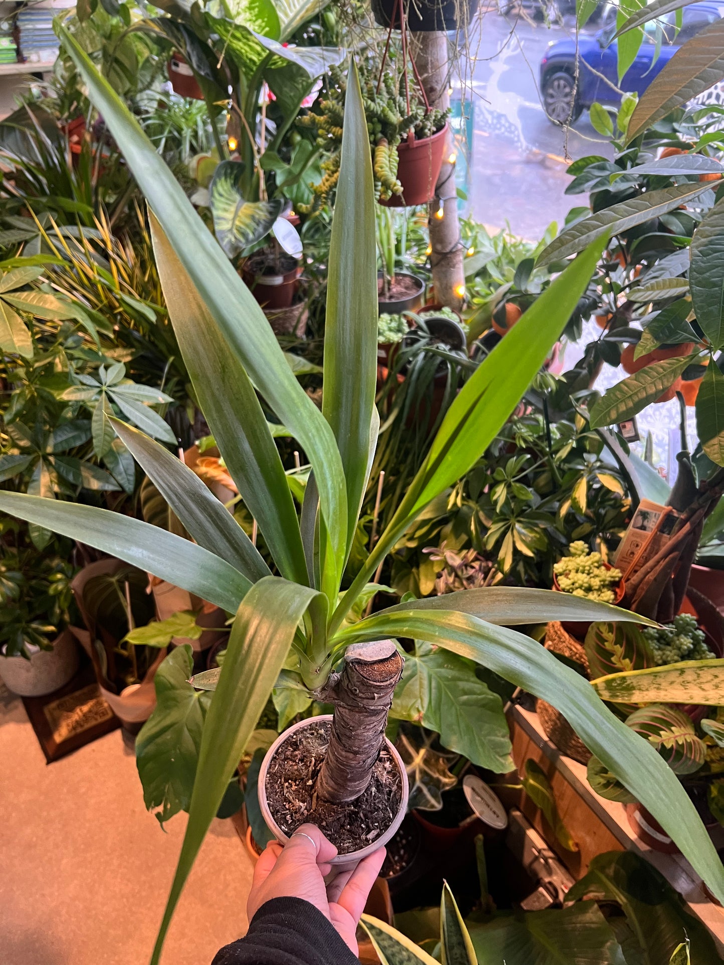 Yucca elephantipes / 'Spineless Yucca'