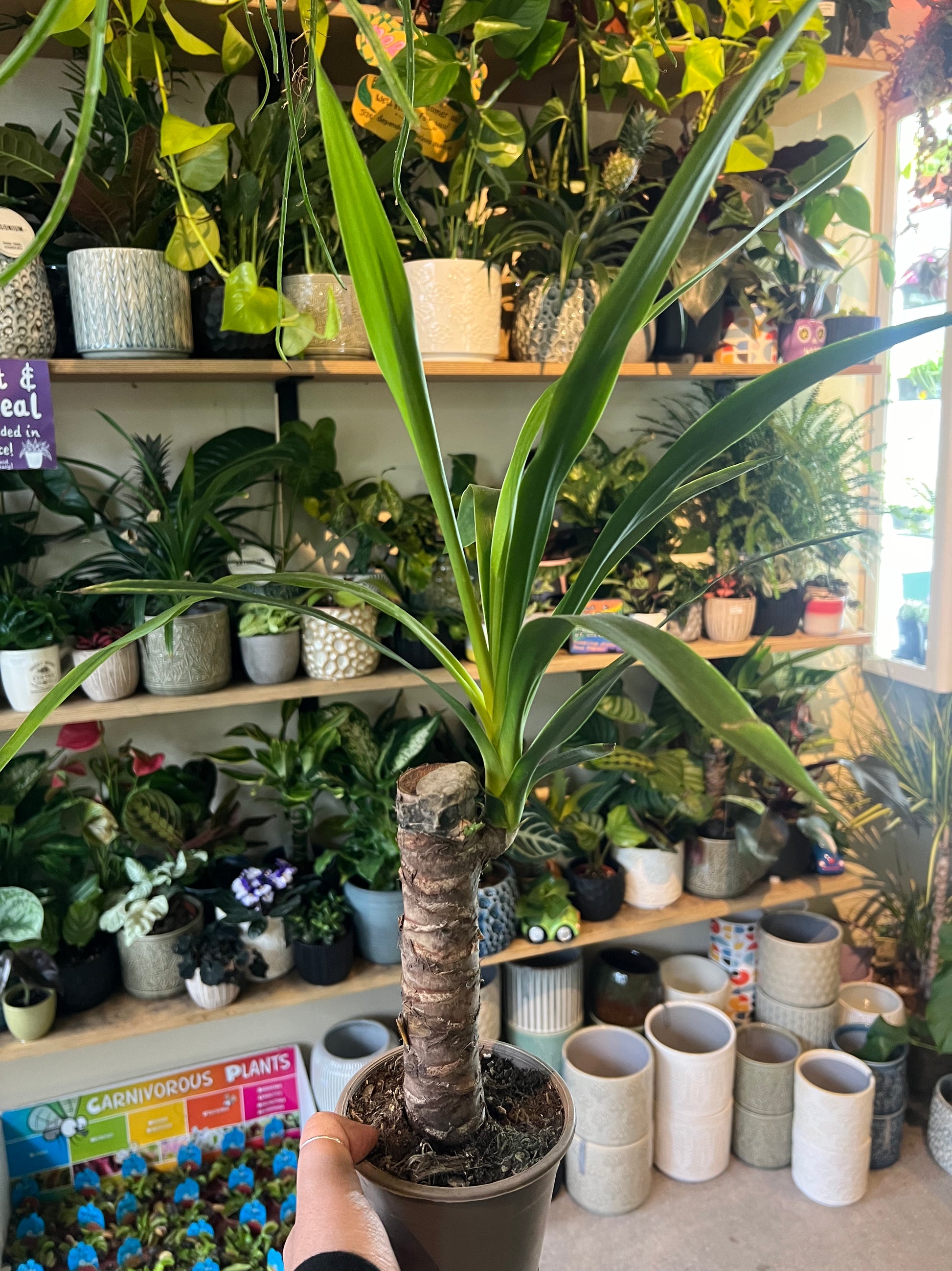 yucca elephantipes can Yucca elephantipes / 'Spineless Yucca' – plantsandpapers