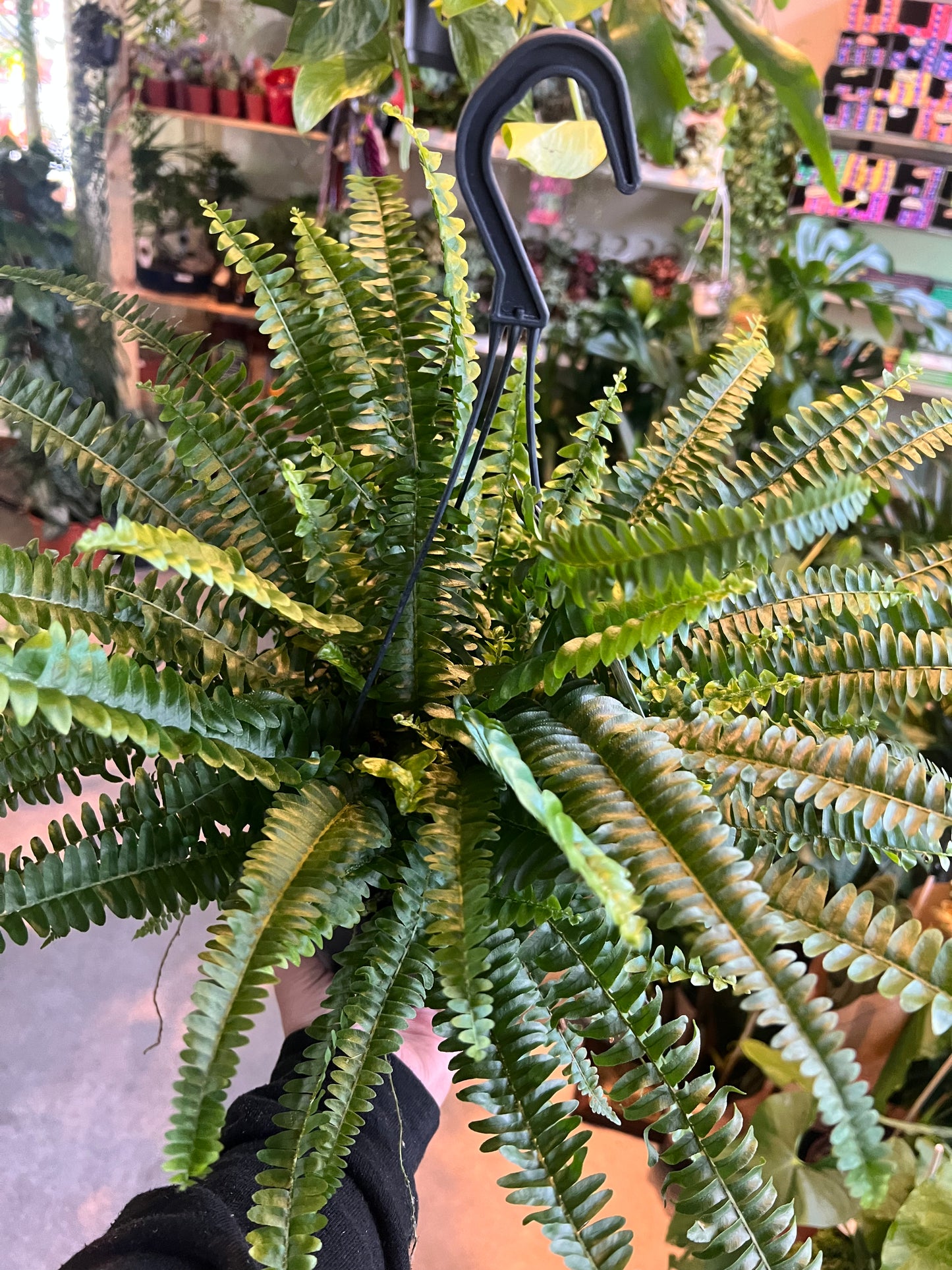 Nephrolepis exaltata / 'Boston Fern'