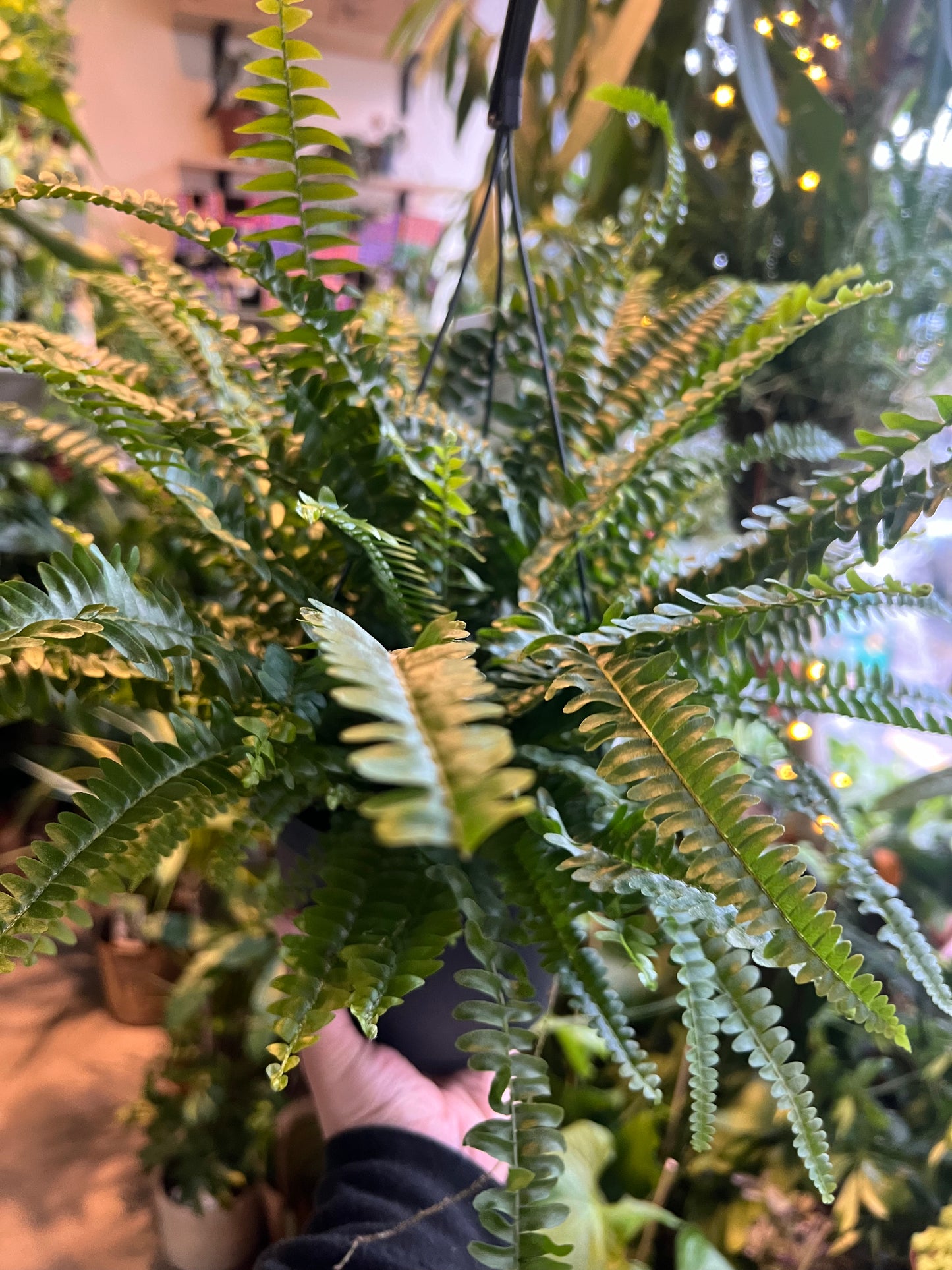 Nephrolepis exaltata / 'Boston Fern'