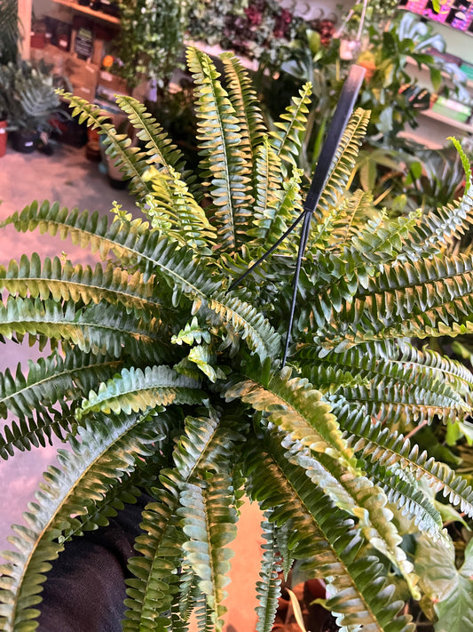 Nephrolepis exaltata / 'Boston Fern'