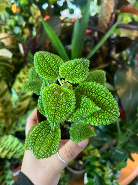 Pilea mollis / 'Moon Valley'