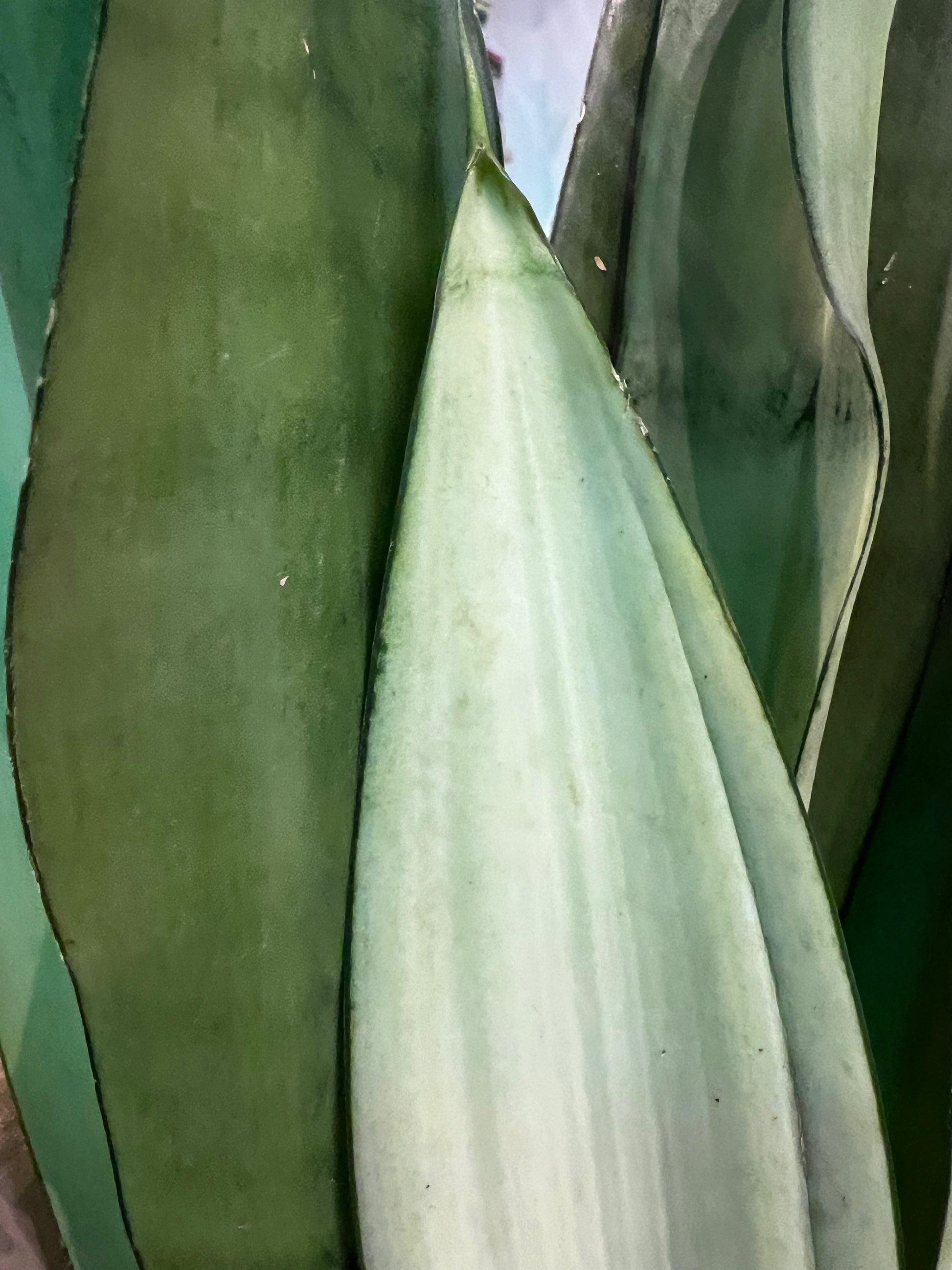 sansevieria moonshine uk Sansevieria Moonshine / 'Snake Plant' – plantsandpapers