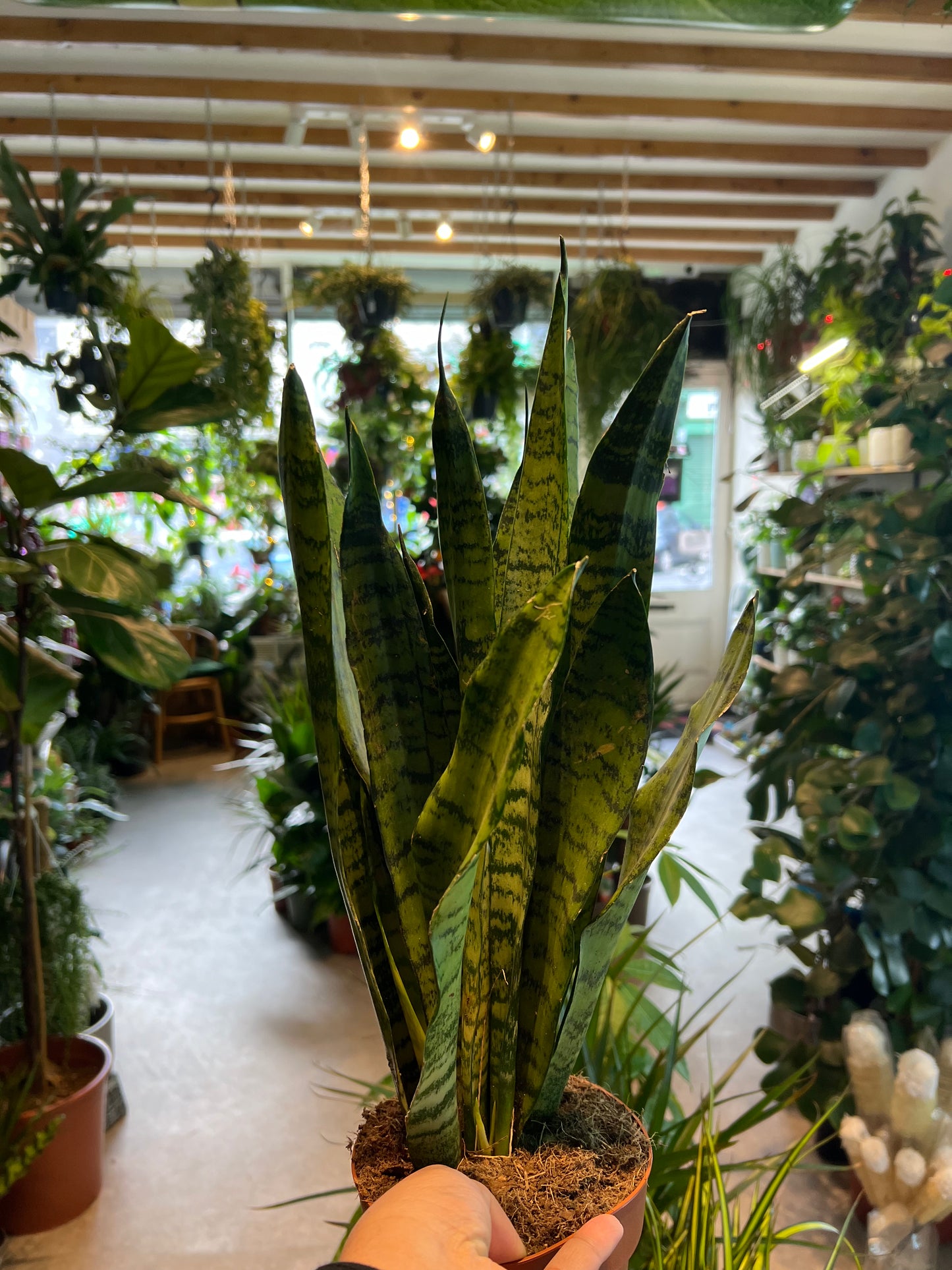 Sansevieria Trifasciata Zeylanica / 'Snake Plant'