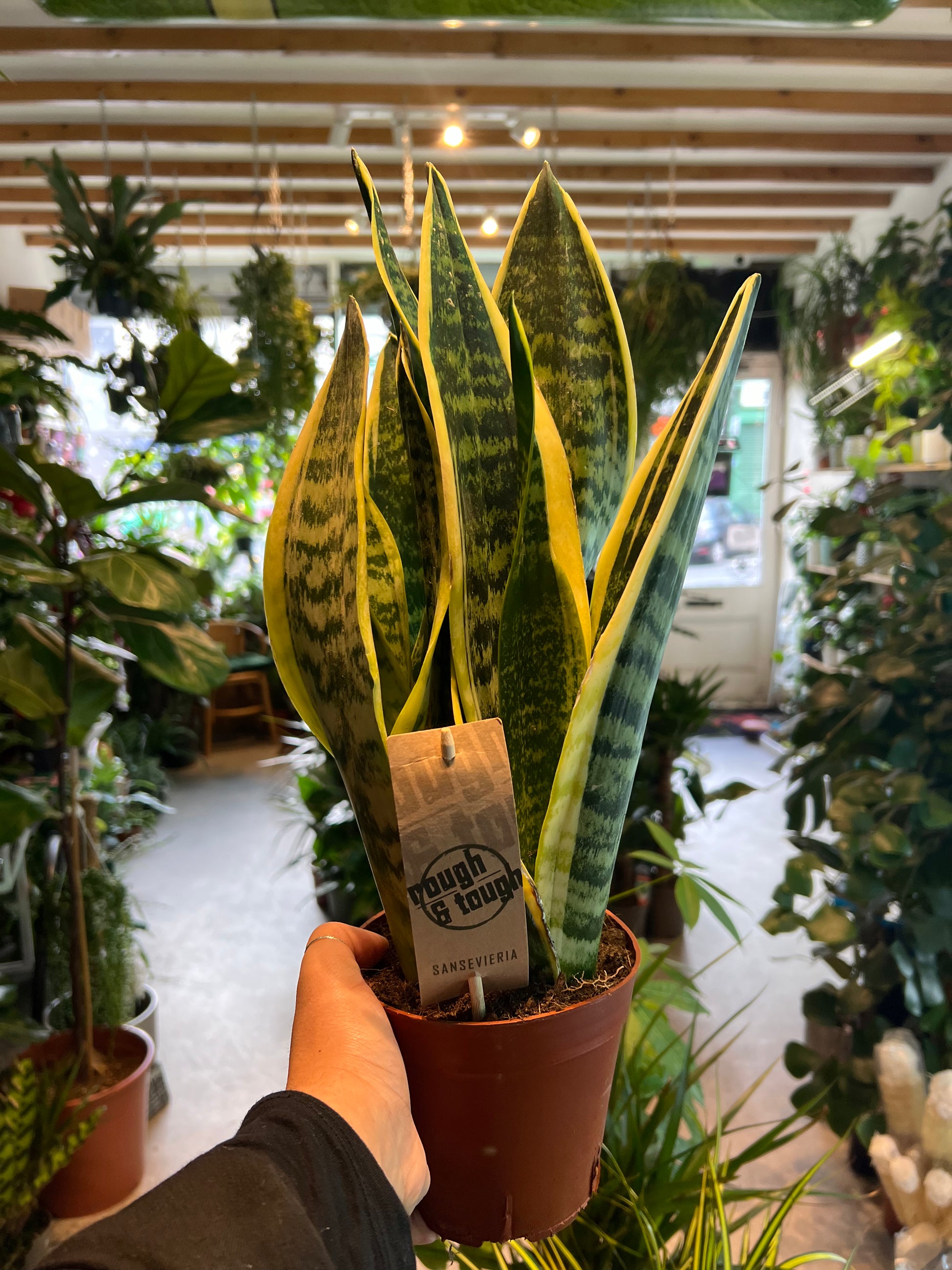 flame snake plant Sansevieria trifasciate Golden Flame / 'Snake Plant'