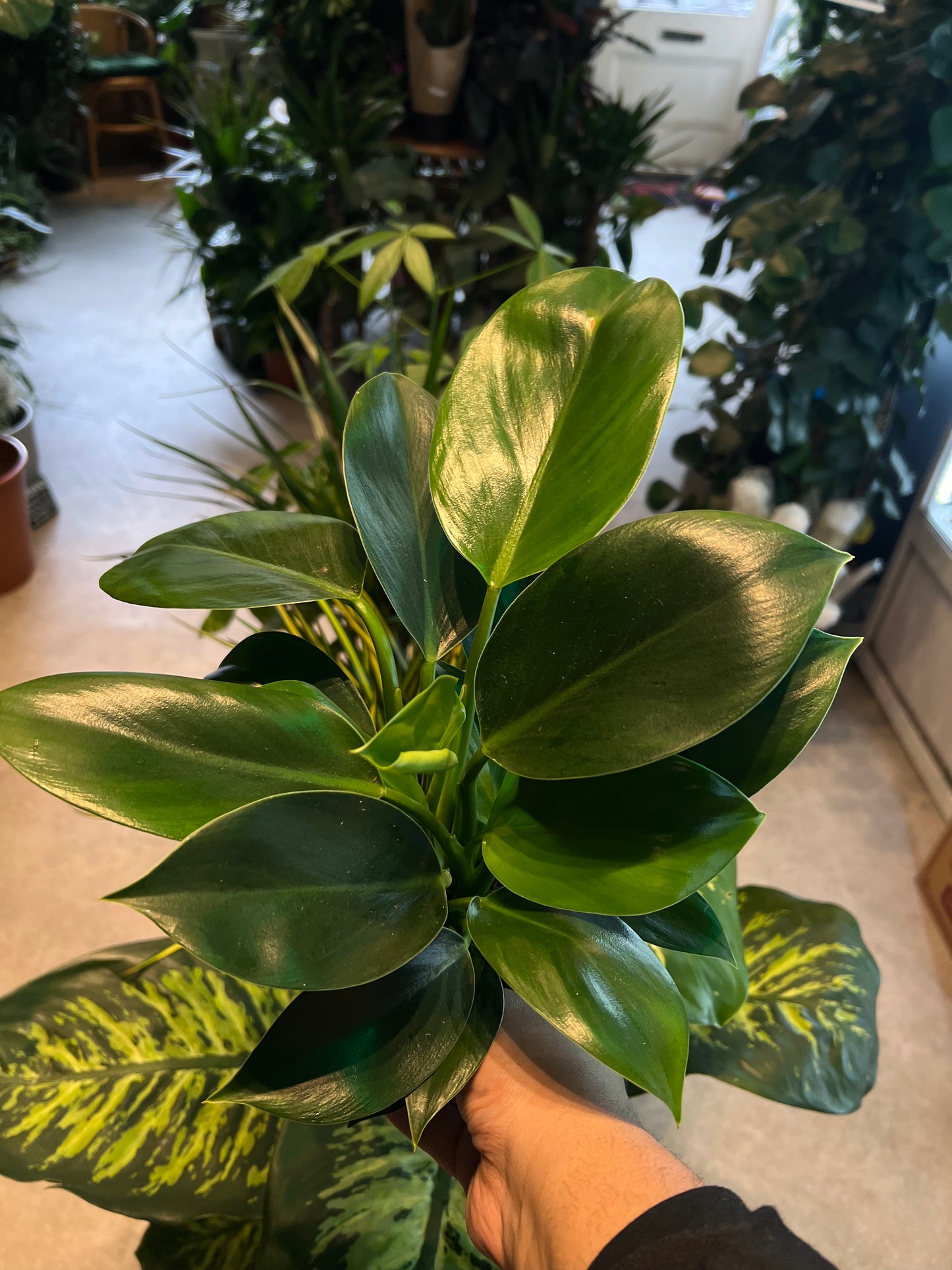 Philodendron erubescens / 'Green Princess'