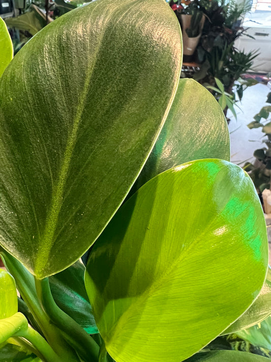 Philodendron erubescens / 'Green Princess'