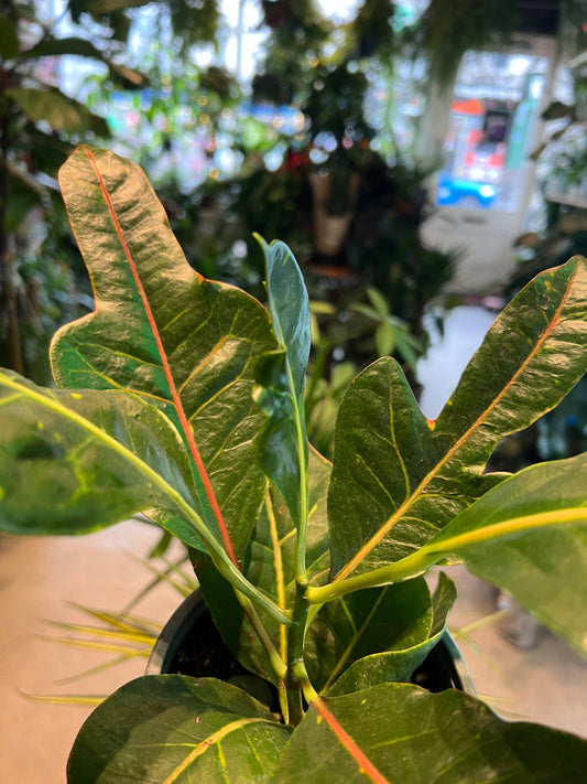 Codiaeum variegatum / 'Croton'