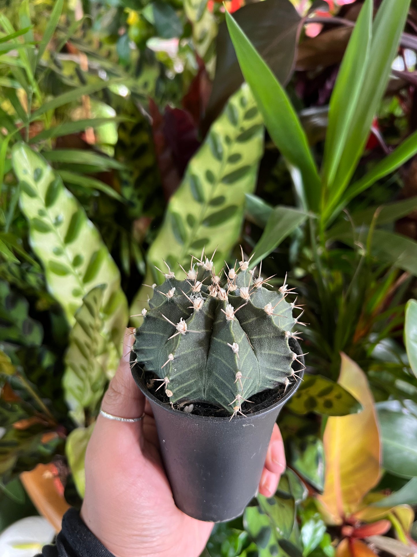 Gymnocalycium mihanovichii / Moon Cactus