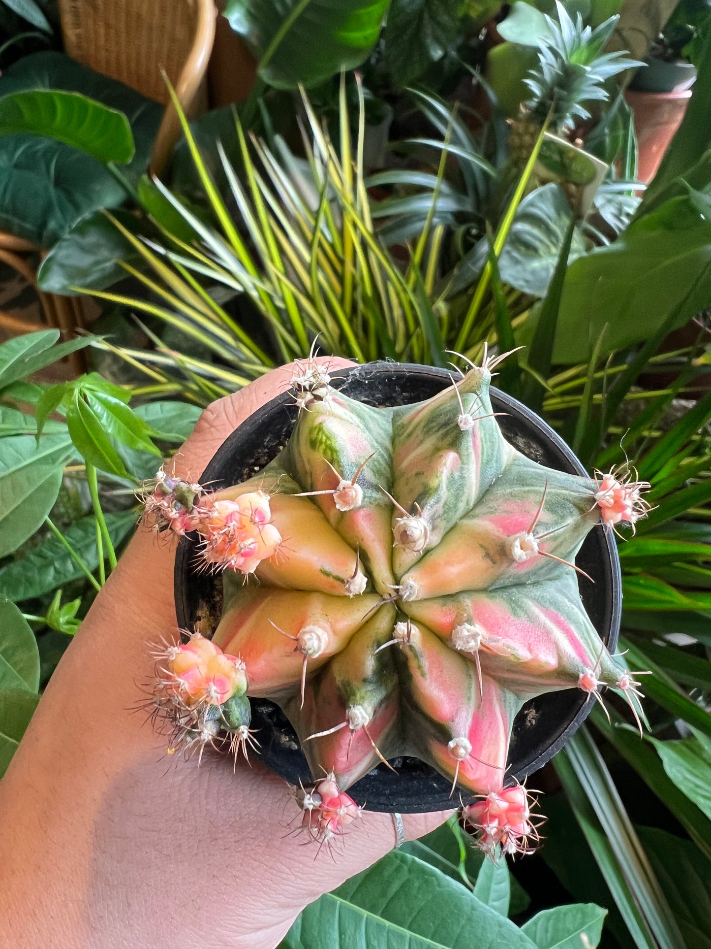 *Rare Variegated* Gymnocalycium mihanovichii / Moon Cactus