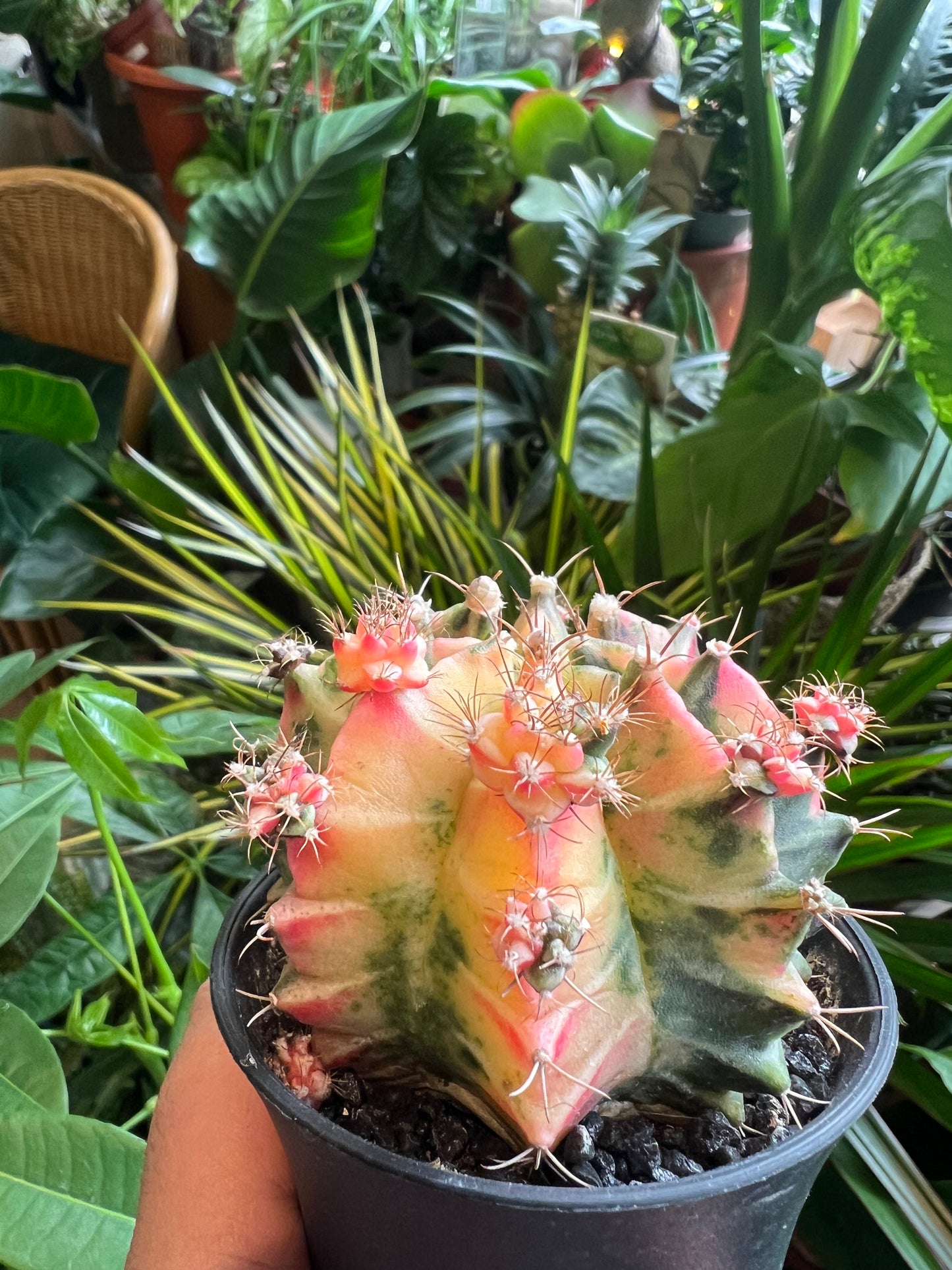 *Rare Variegated* Gymnocalycium mihanovichii / Moon Cactus