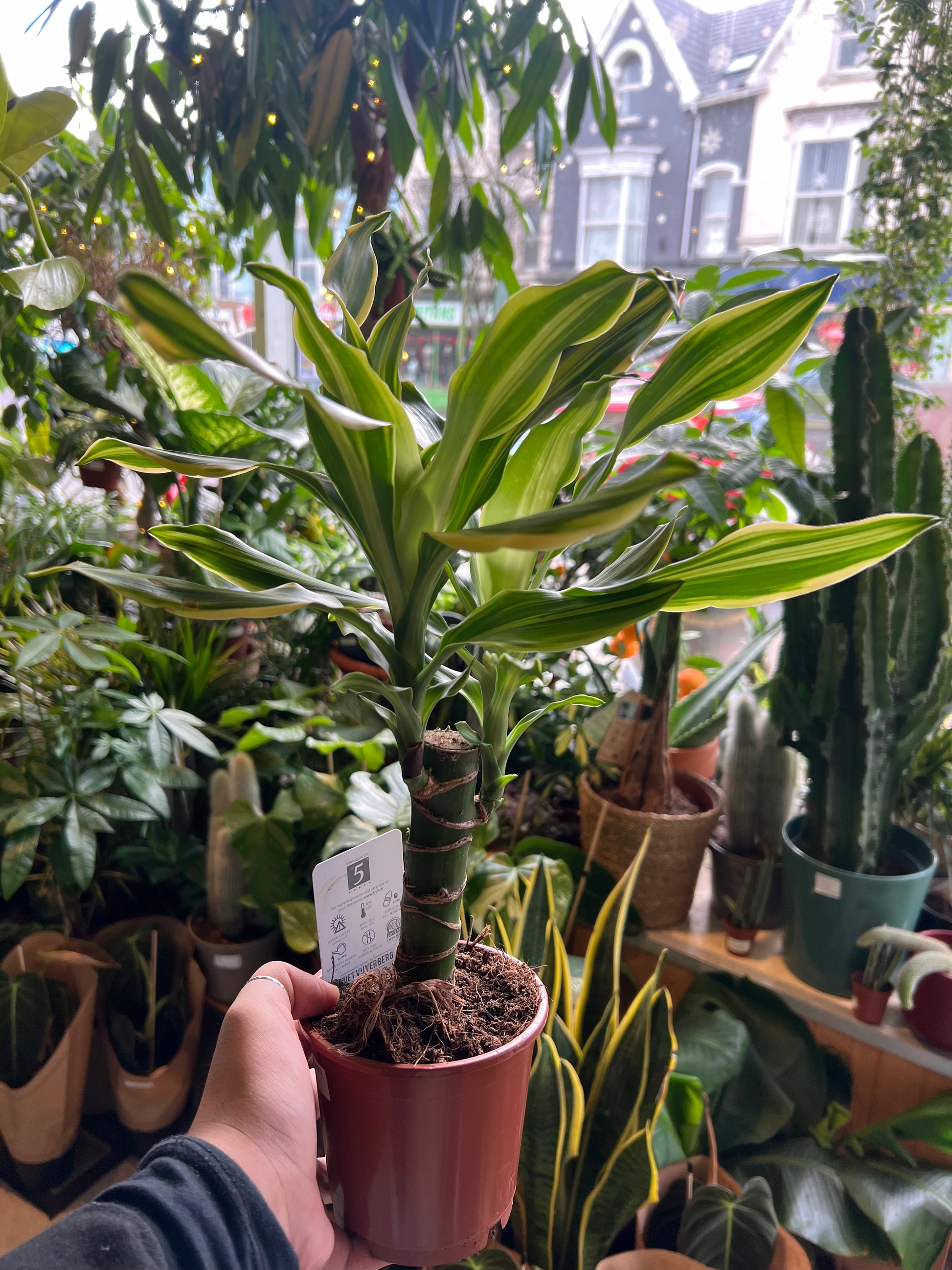 dracaena fragrans golden Dracaena fragrans / 'Golden Queen'