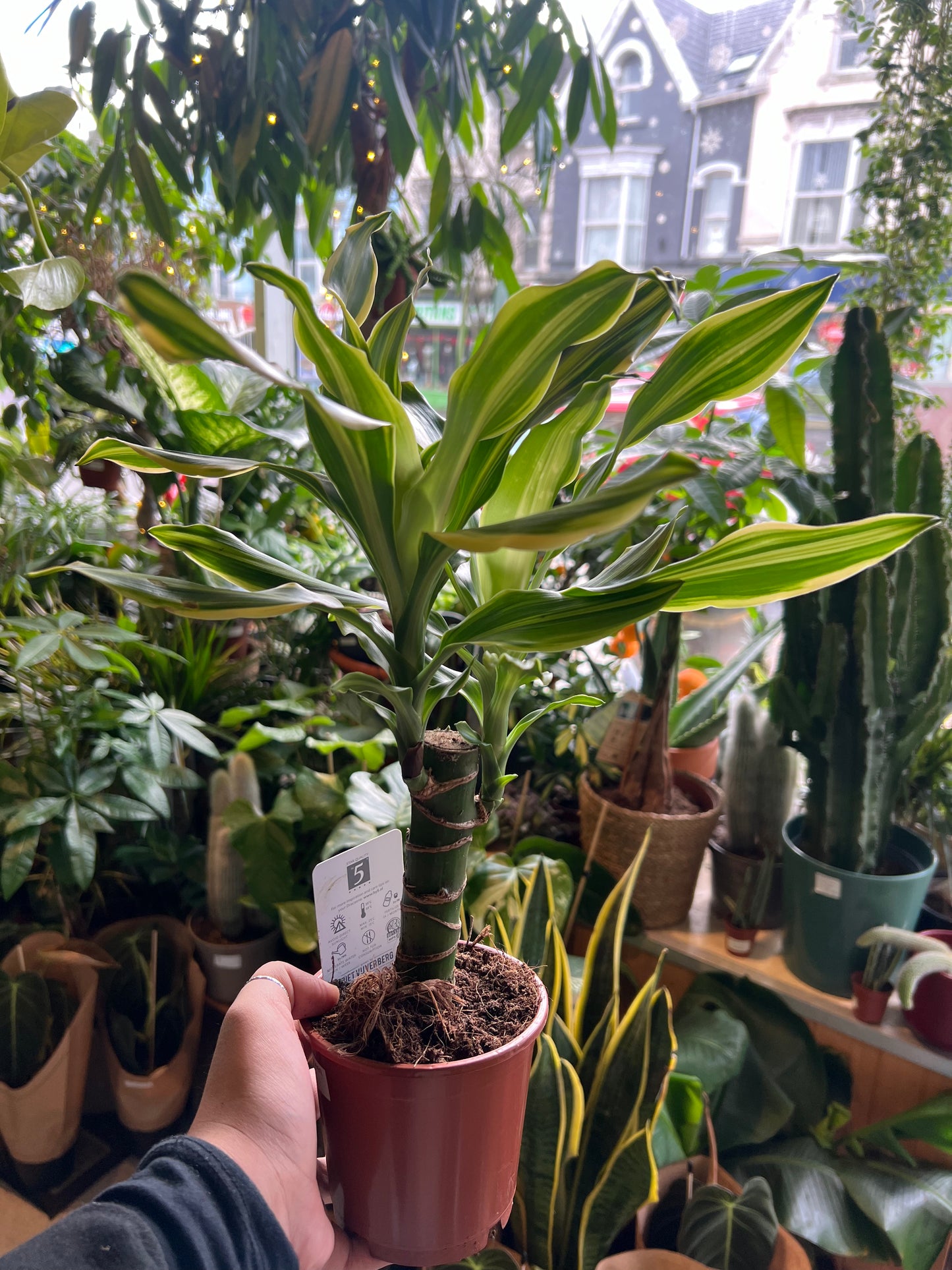 Dracaena fragrans / 'Golden Queen'