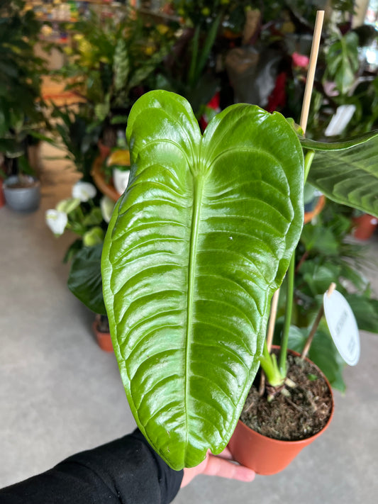 *RARE* Anthurium veitchii / 'King Anthurium'