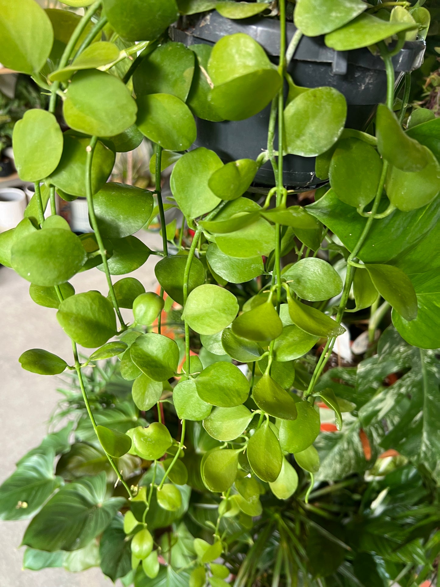 Dischidia oiantha / String of nickels