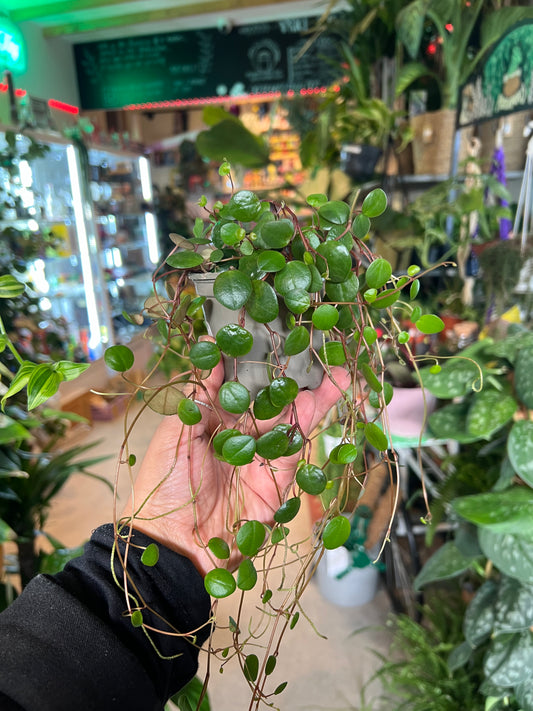 Peperomia 'Ruby Cascade'