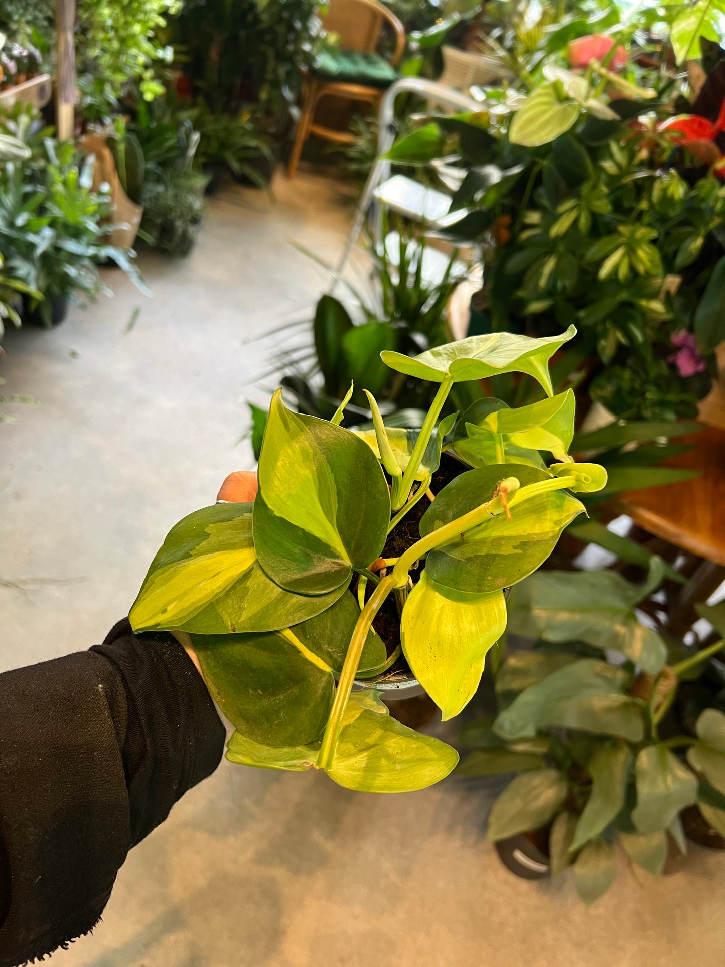 Philodendron brasil / 'Heartleaf Philodendron'