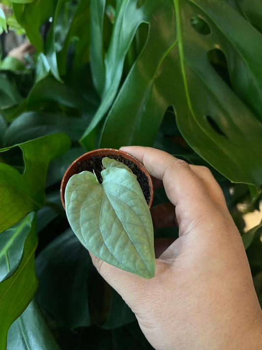 *RARE* Monstera amydrium / Monstera silver