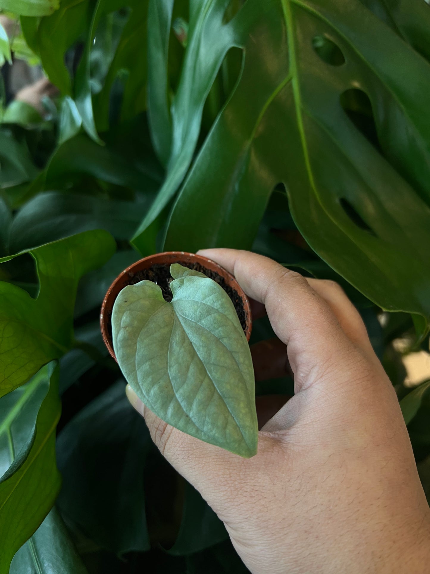 *RARE* Monstera amydrium / Monstera silver