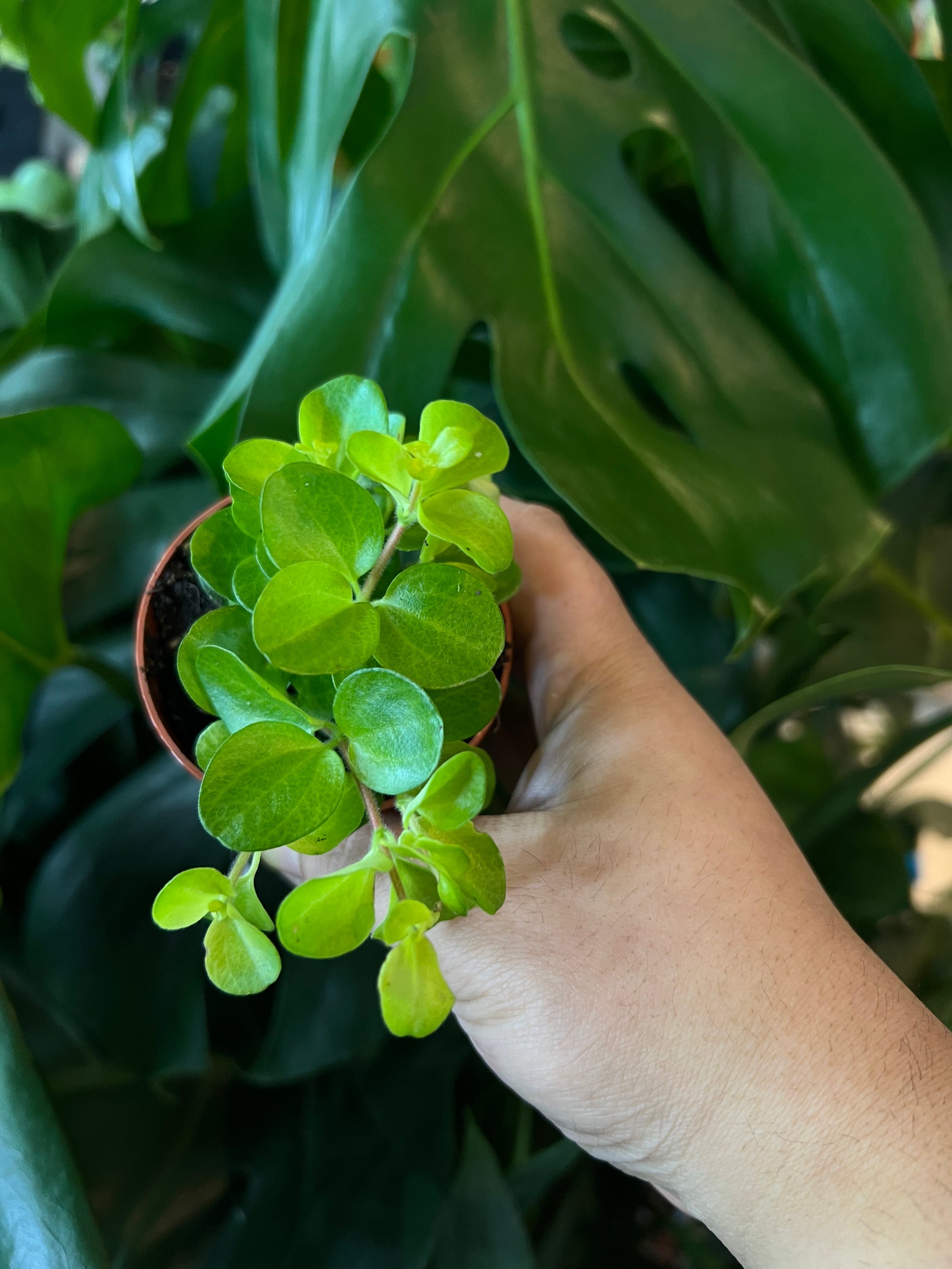 Peperomia rotundifolia Pianta da Interno | Trailing Jade Pianta da Appartamento Compatta Peperomia rotundifolia Pianta da Interno | Trailing Jade Pianta da Appartamento Compatta