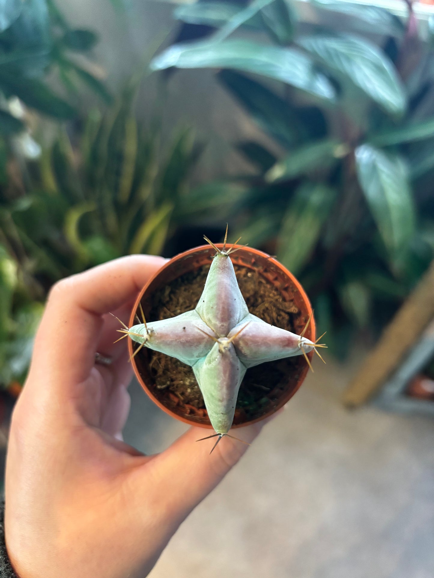 Lemaireocereus chende / 'Chende Cactus'