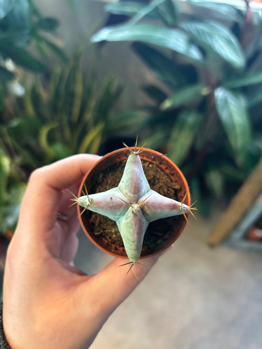 Lemaireocereus chende / 'Chende Cactus'