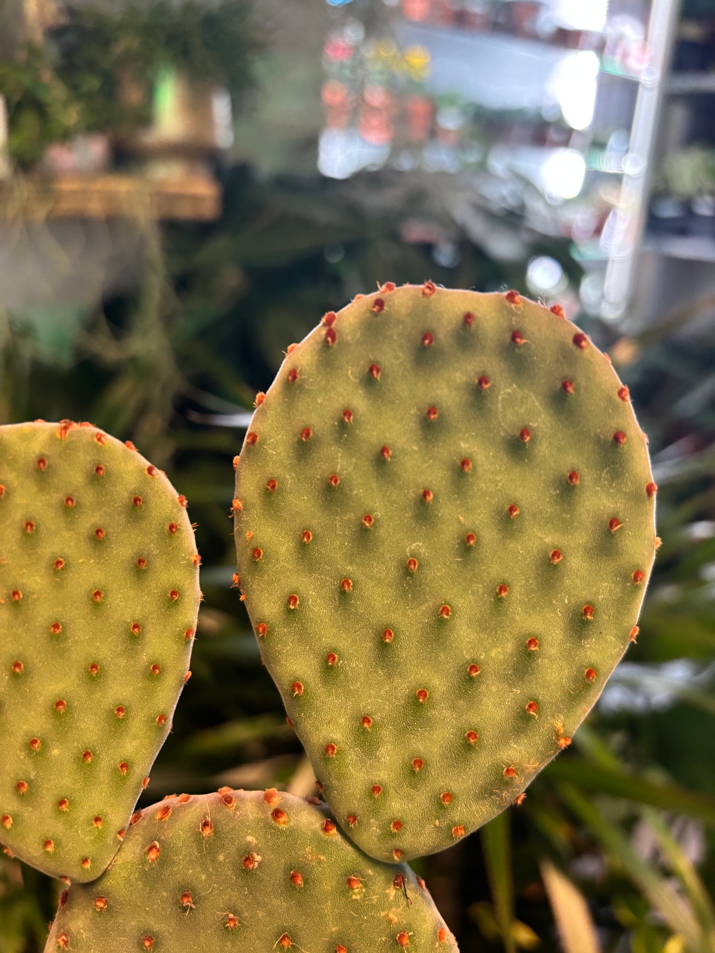 Opuntia macrocalyx / 'Bunny Ears Cactus'