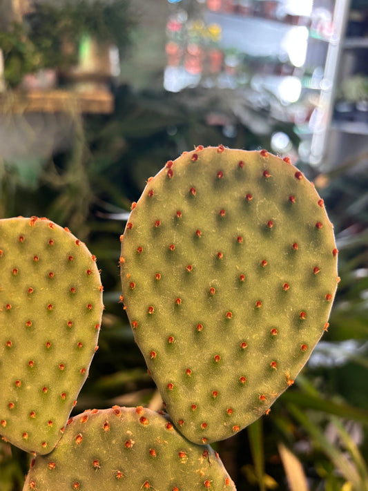 Opuntia macrocalyx / 'Bunny Ears Cactus'