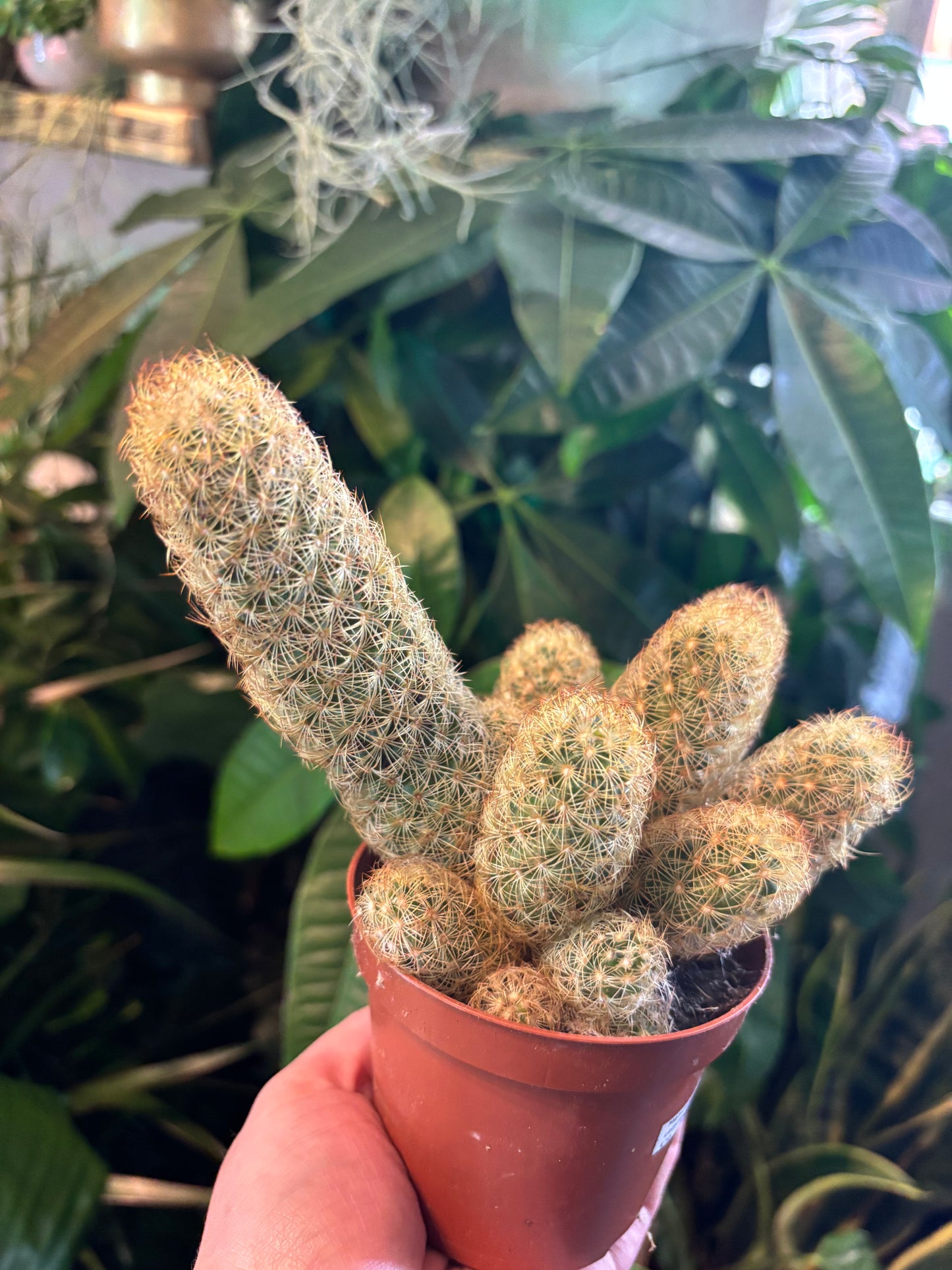 Mammillaria elongata / 'Ladyfinger Cactus'