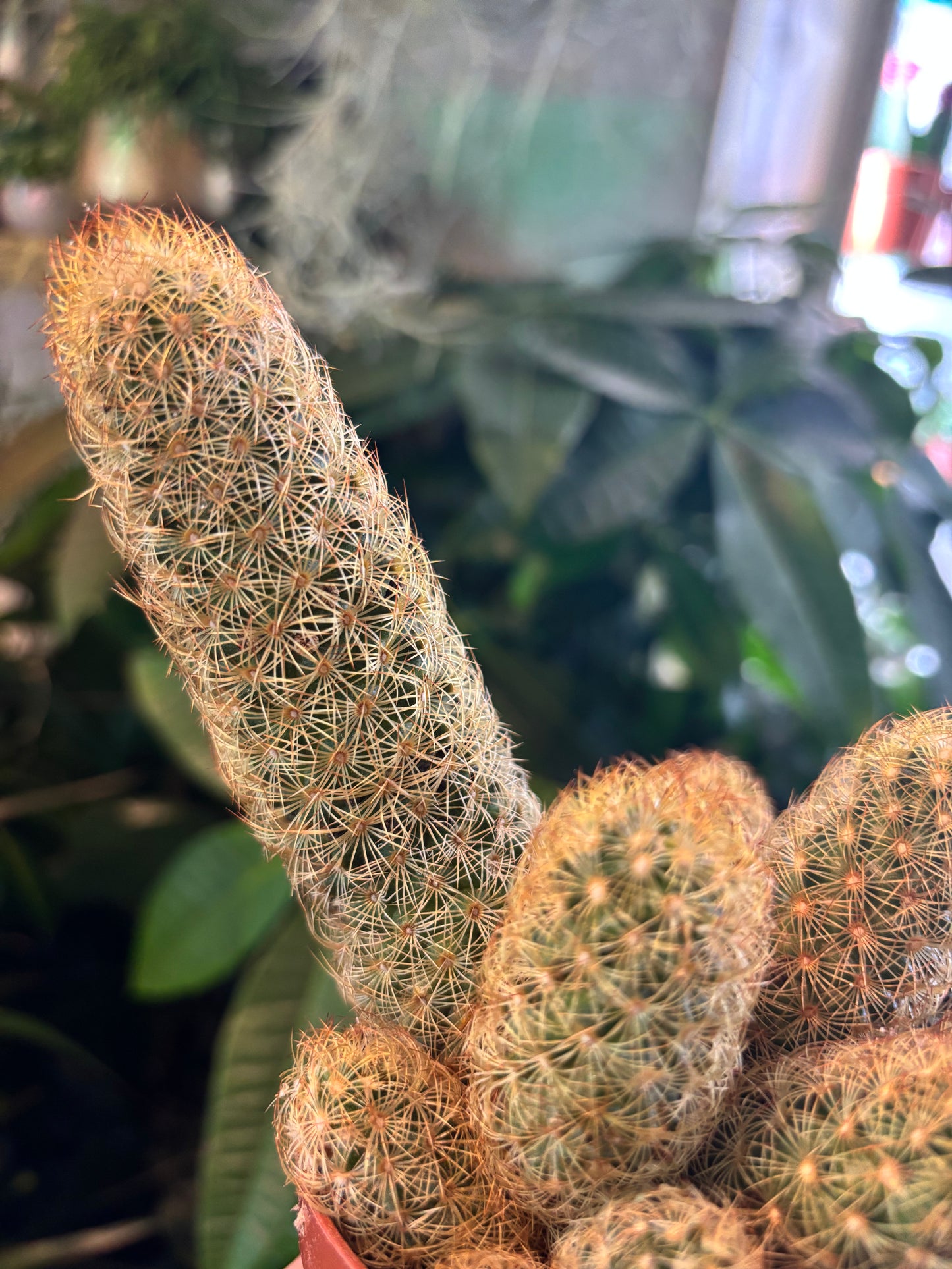 Mammillaria elongata / 'Ladyfinger Cactus'