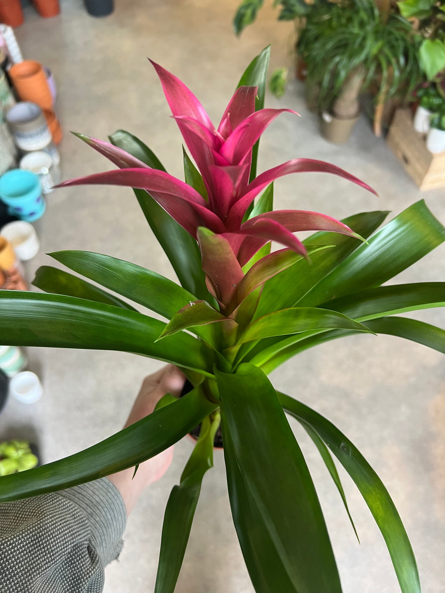 Bromeliad guzmania / 'Vase Plant'