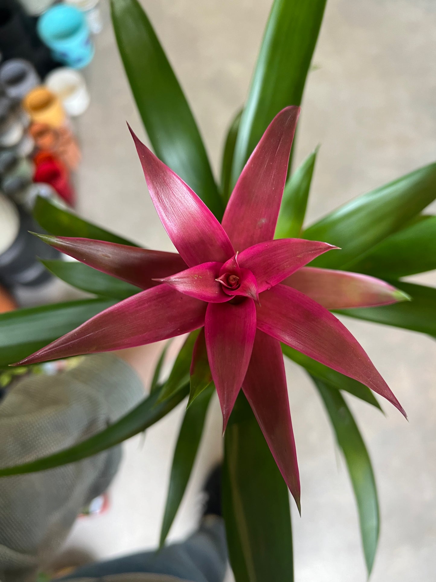 Bromeliad guzmania / 'Vase Plant'