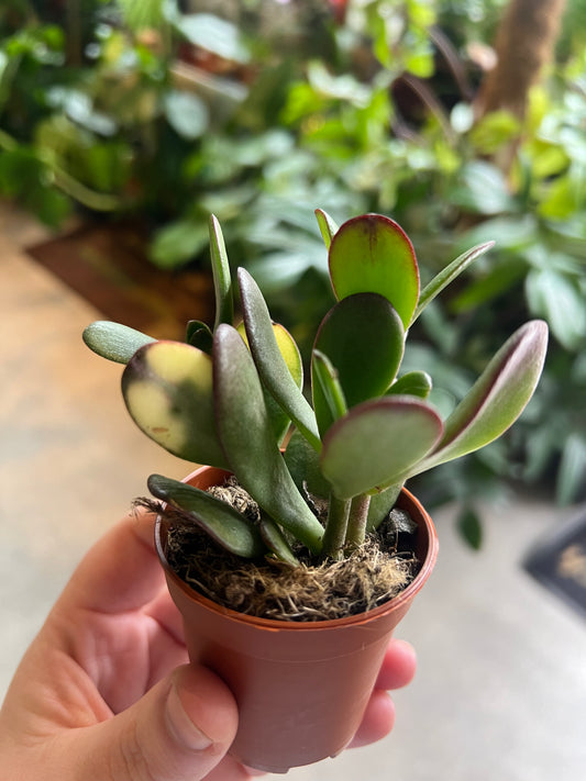 Crassula ovata / 'Jade Plant'
