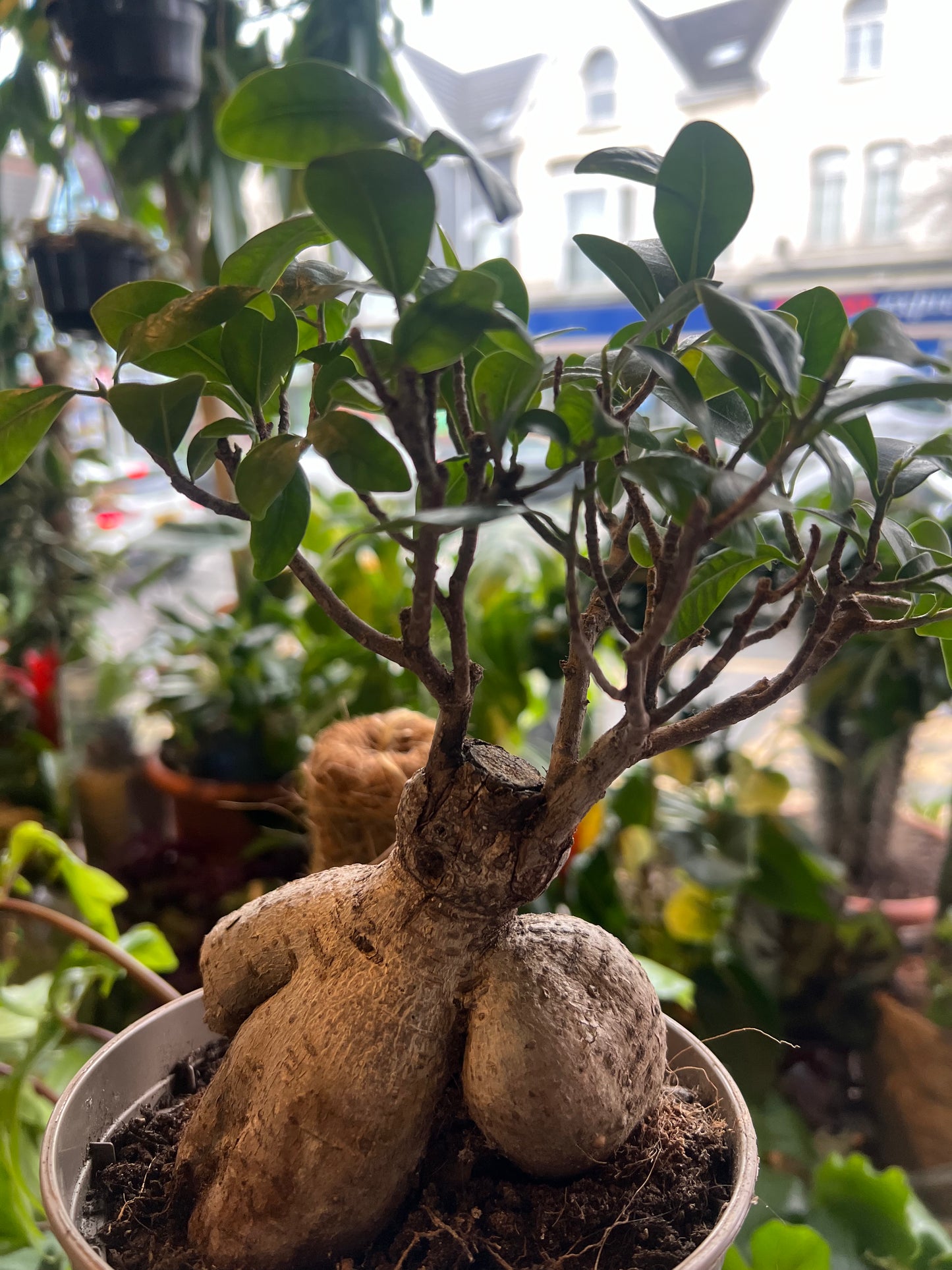 Ficus microcarpa / 'Ficus Ginseng'