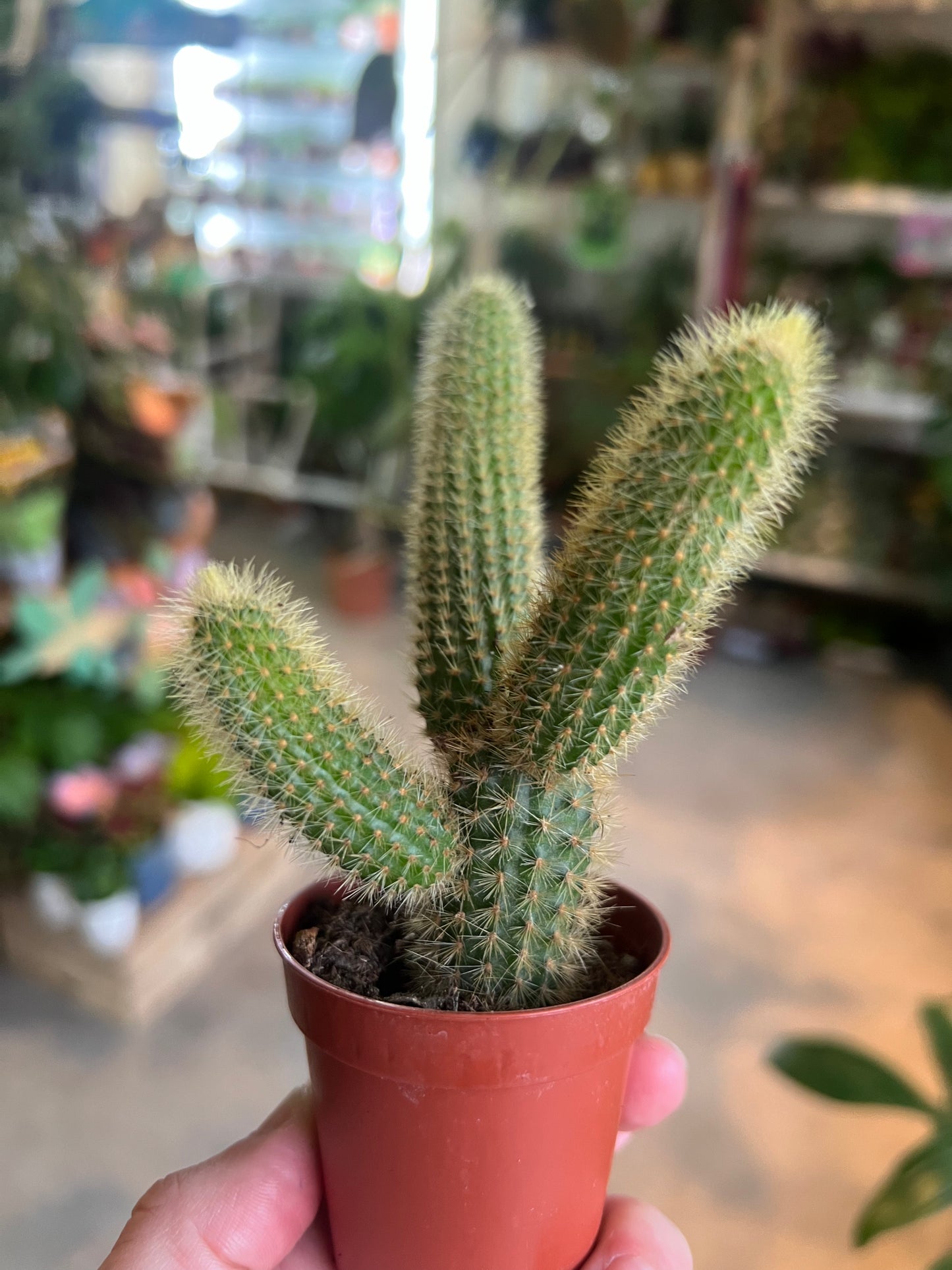 Hildenwintera colademononis / 'Monkey Tail Cactus'
