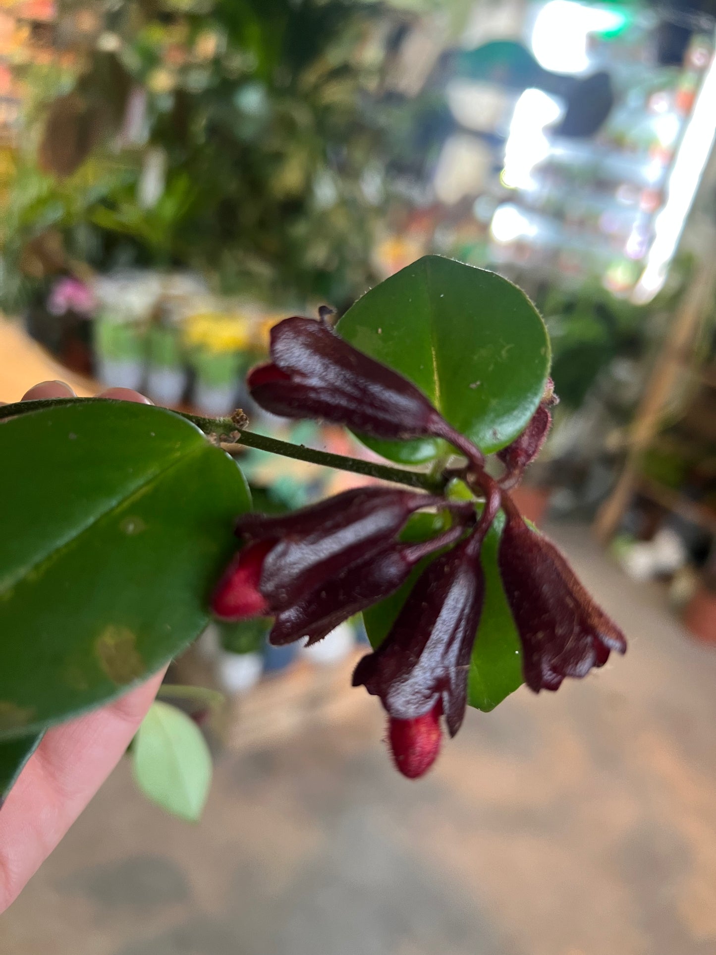 Aeschynanthus obconicus / 'Mona Lisa Lipstick'