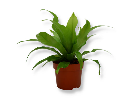 Aspelenium nidus (Birds nest fern)