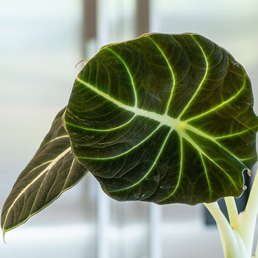 Alocasia Black Velvet (RARE ALOCASIA REGINULA)