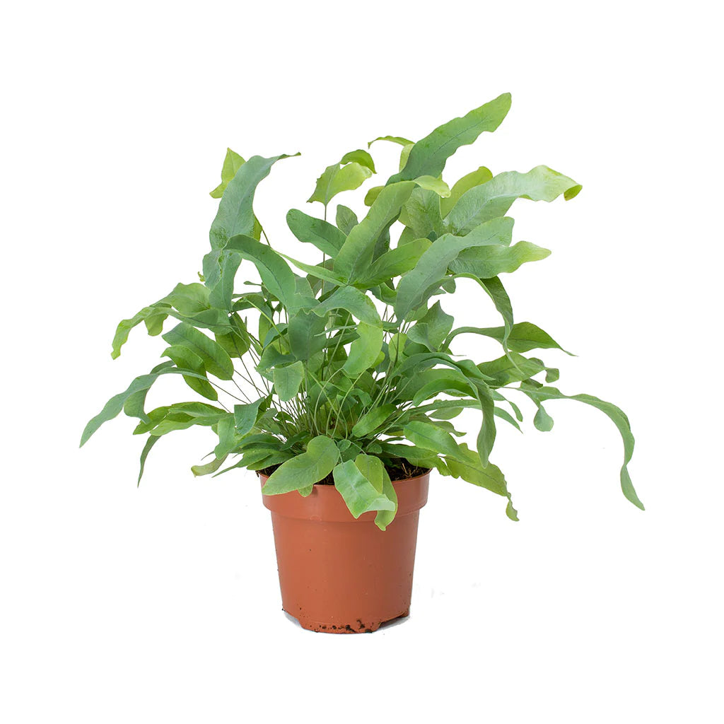 Phlebodium aureum Blue star fern