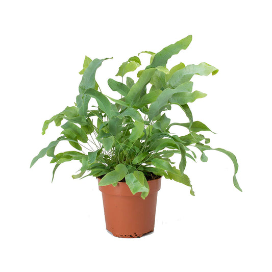 Phlebodium aureum Blue star fern