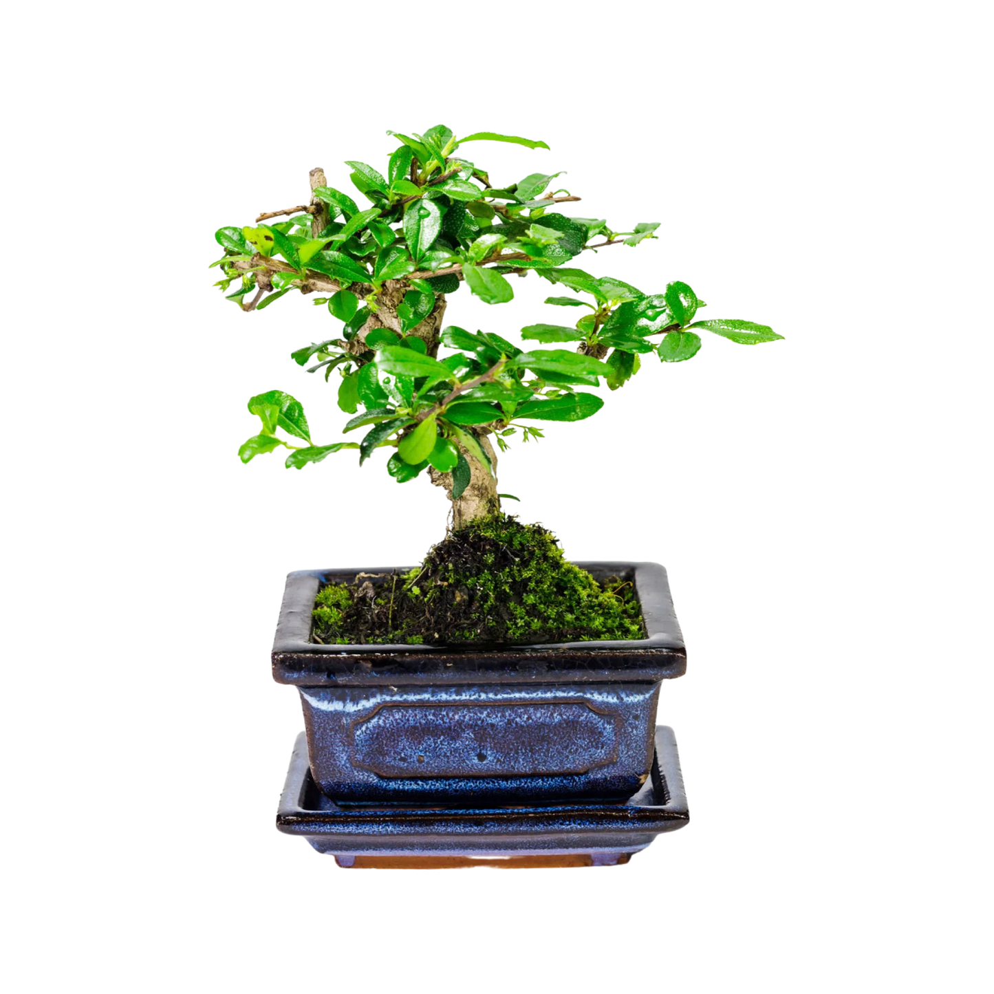 Carmona Bonsai / 'Fukien Tea Tree' 15cm