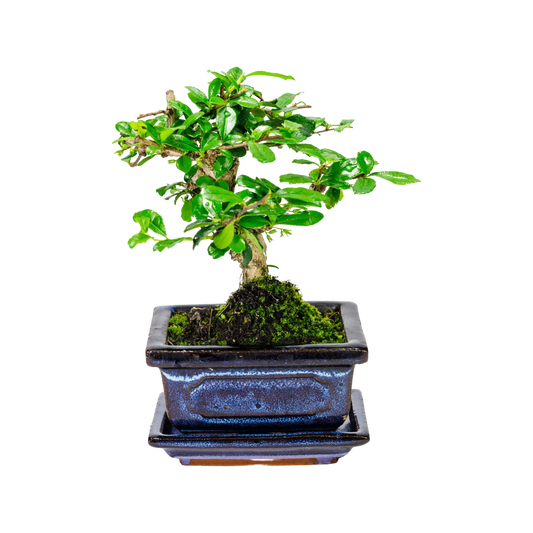 Carmona Bonsai / 'Fukien Tea Tree' 15cm