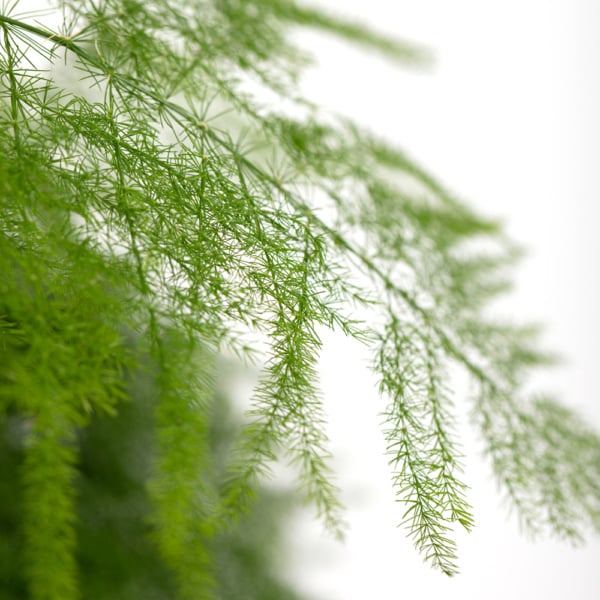 Asparagus setaceus / 'Asparagus Fern'