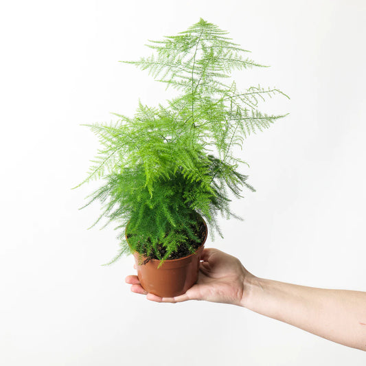 Asparagus setaceus / 'Asparagus Fern'