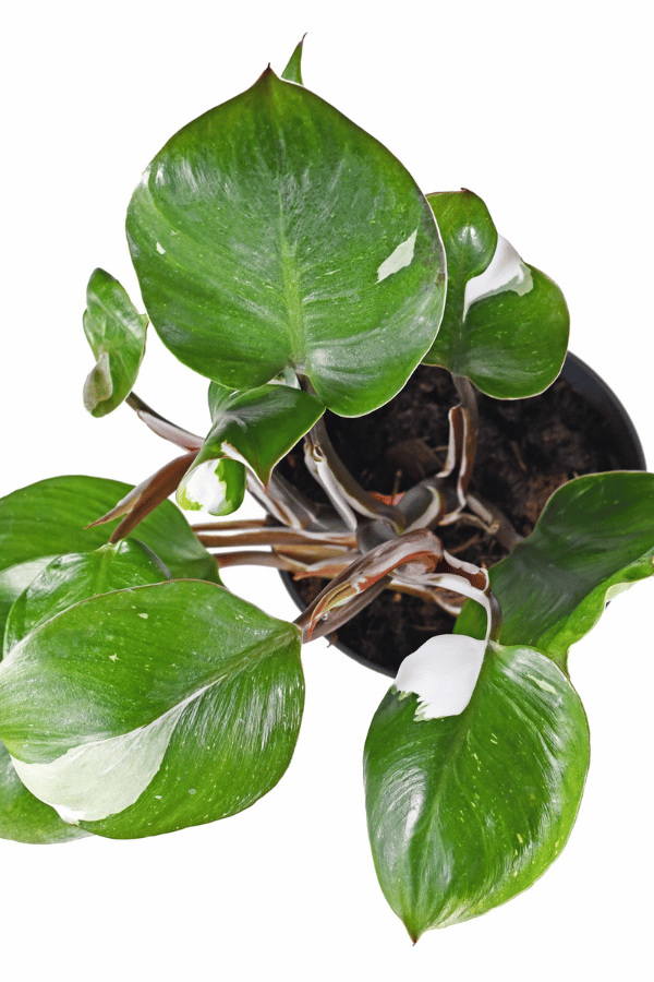 Philodendron White Princess