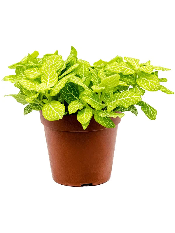Fittonia albivenis / 'Bubble Lemon'