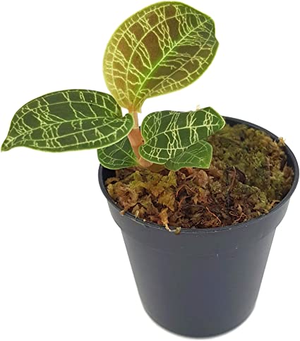 Baby Jewel Orchid (Rare)